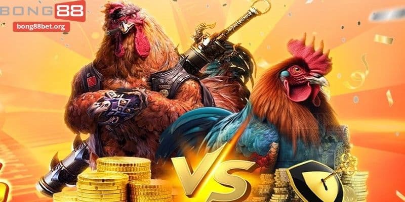 Tổng quan đôi nét về sảnh đá gà
